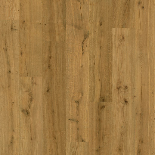 Chêne truffier - IM8256